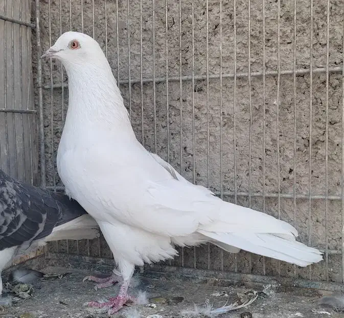 کفتر|پرنده|محمدشهر, جعفرآباد|دیوار