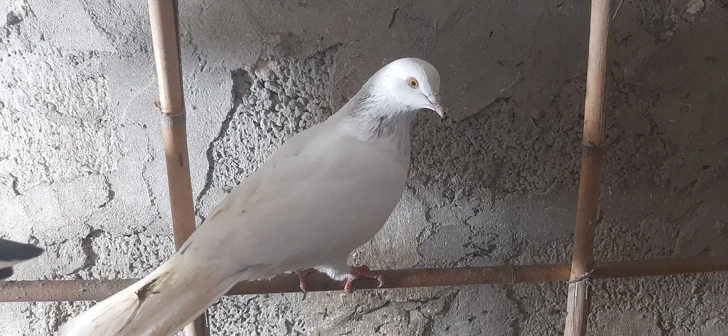 تعدادی کبوتر نر و ماده|پرنده|چالوس, |دیوار