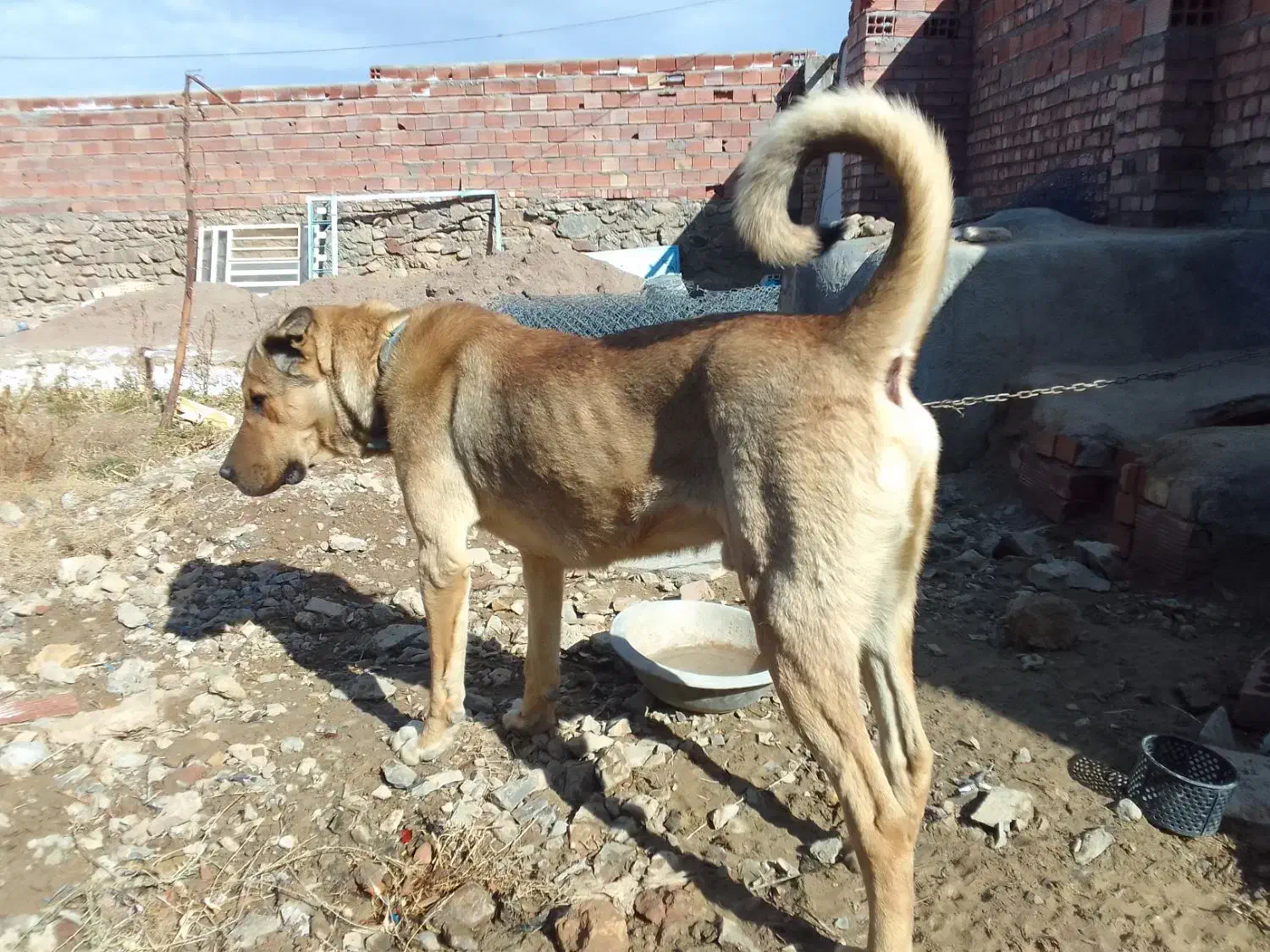 واگذاری ۳سگ نگهبان|سگ|راور, |دیوار