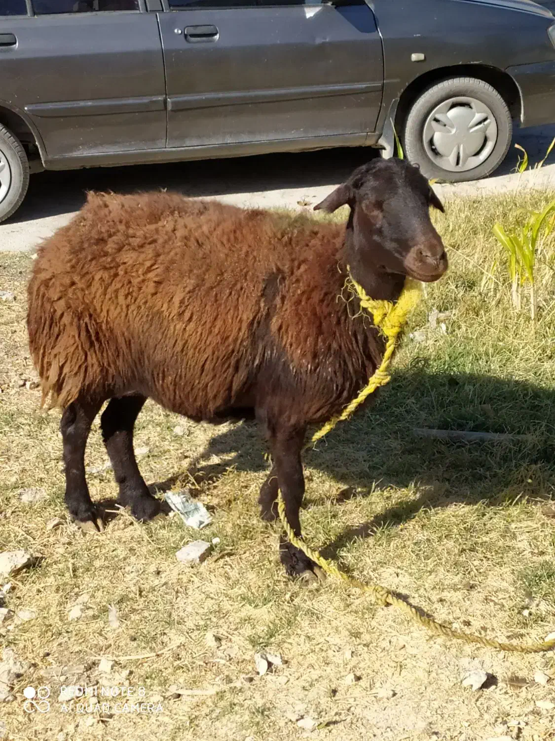 نوم خدا میش داشتی درجه یک ابستن|حیوانات مزرعه|زاغه, |دیوار