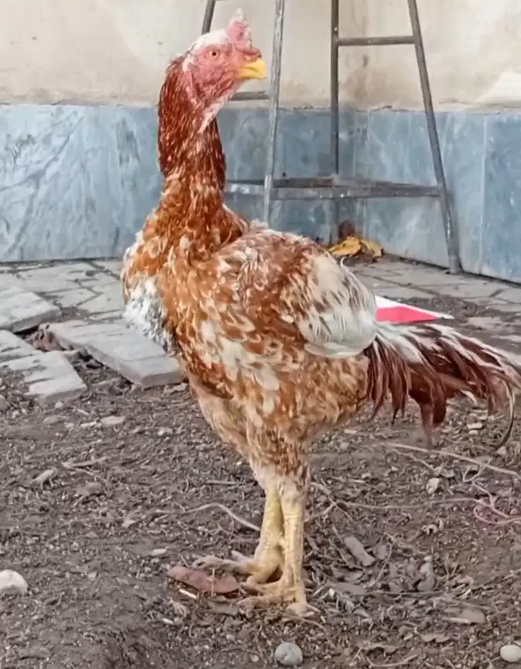 خروس لاری|حیوانات مزرعه|قصابه, |دیوار