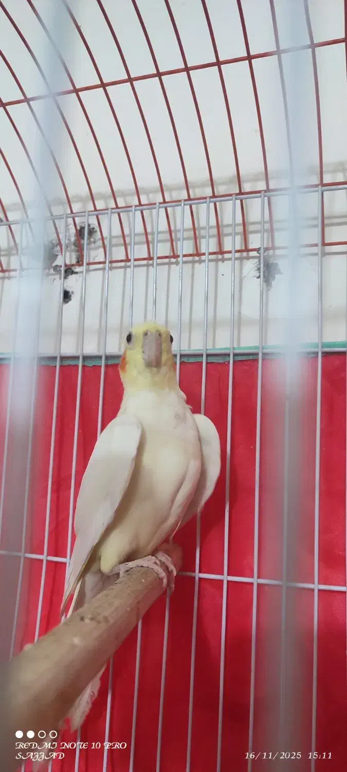 عروس لوتینو بالغ نر|پرنده|طبس, |دیوار