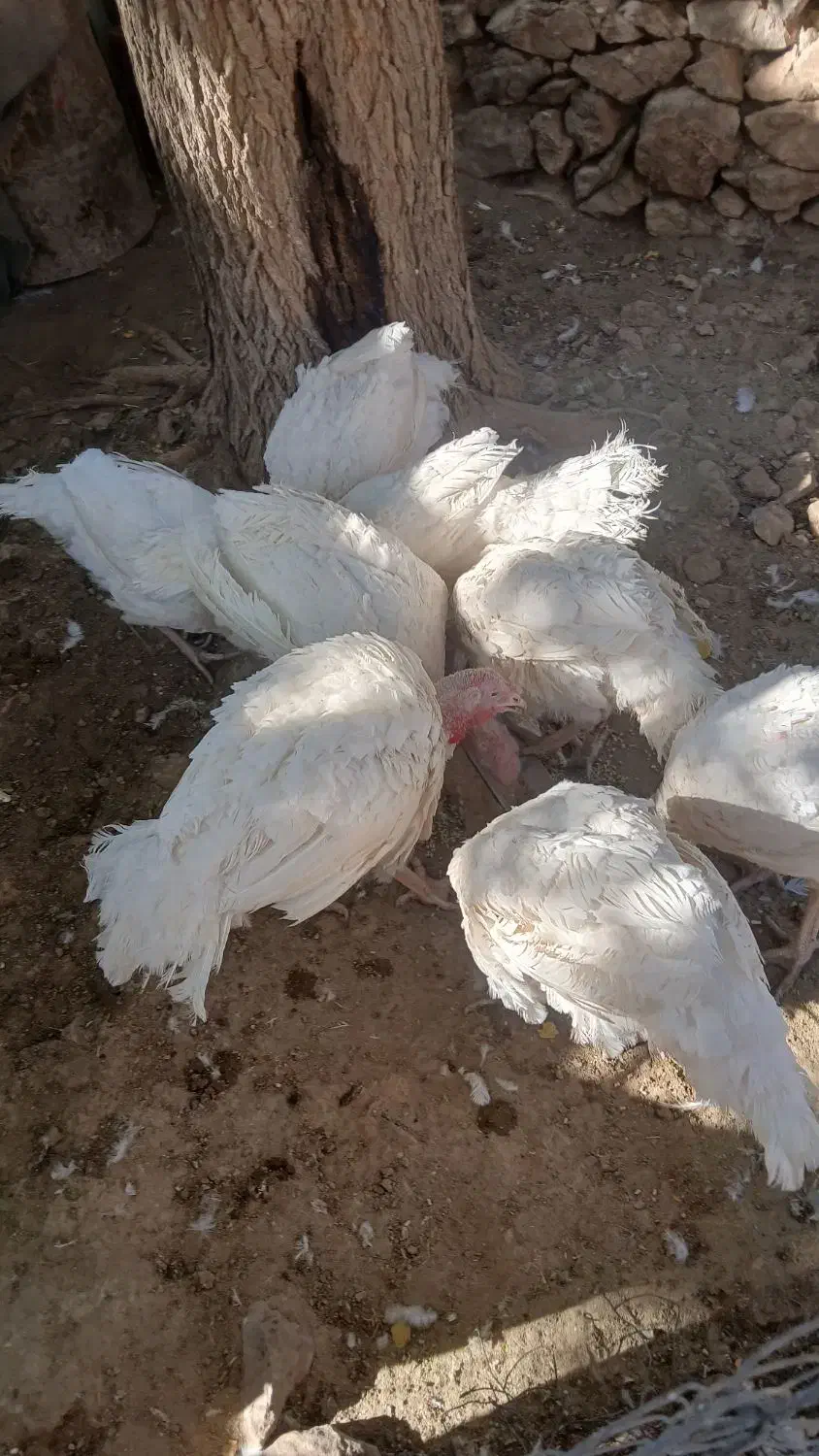 بوقلمون|حیوانات مزرعه|بیستون, |دیوار