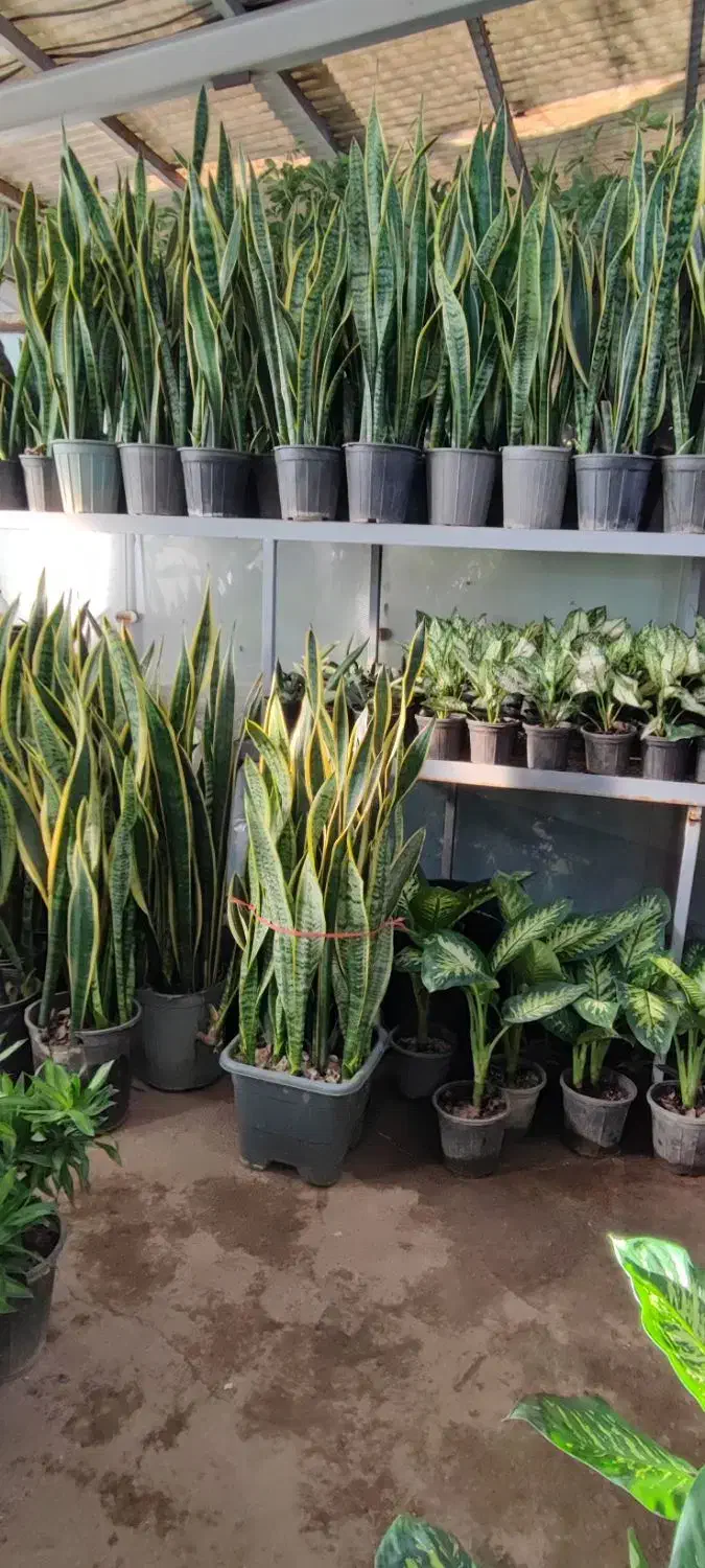 گل های آپارتمانی|گل و گیاه طبیعی|ری, بازار گل خاوران|دیوار