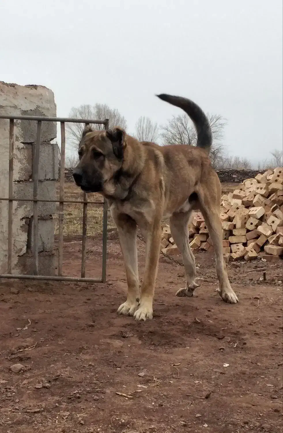 سگ اصل سرابی|سگ|کشکسرای, |دیوار