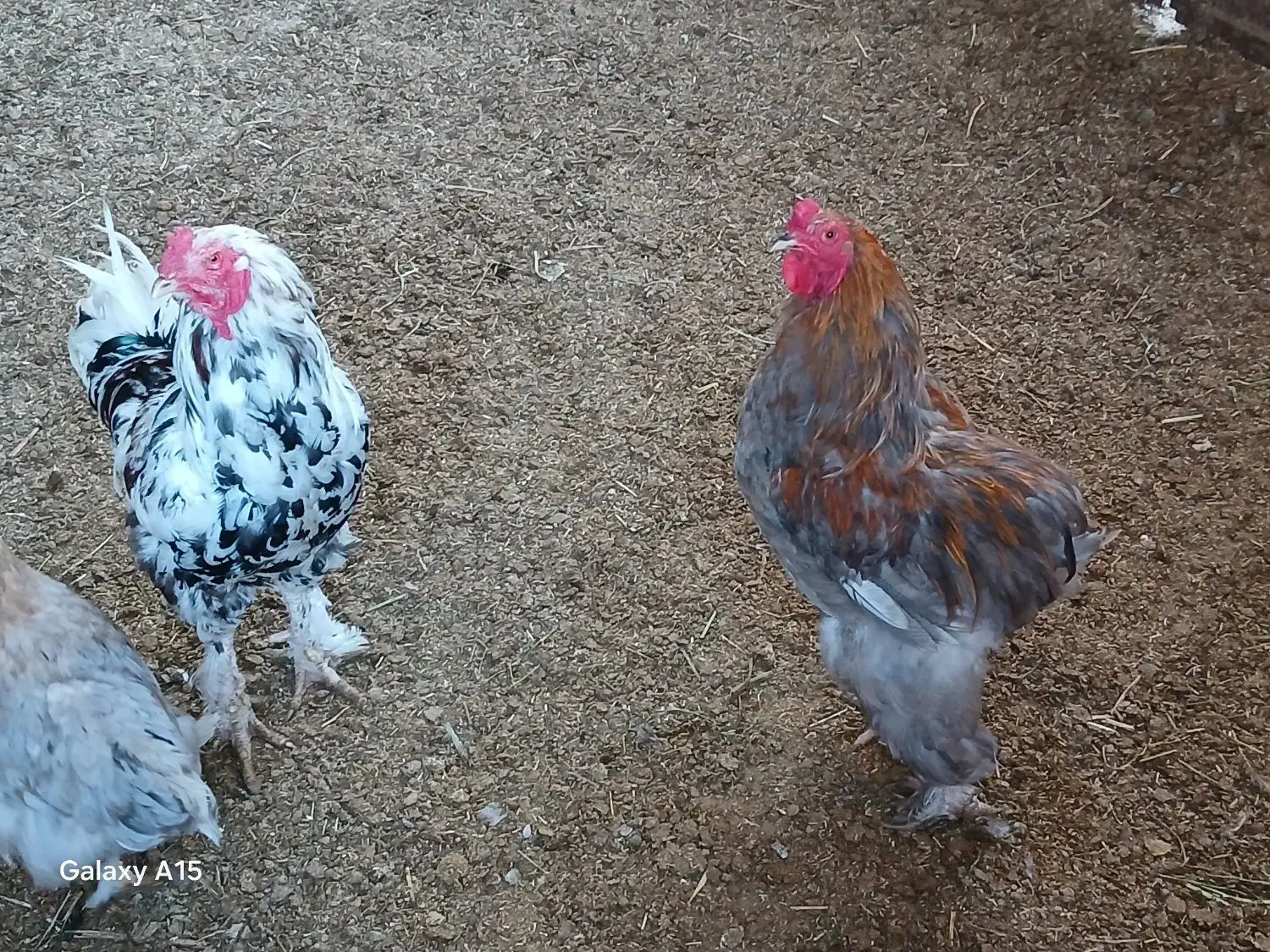 خروس چیل|حیوانات مزرعه|بجنورد, |دیوار