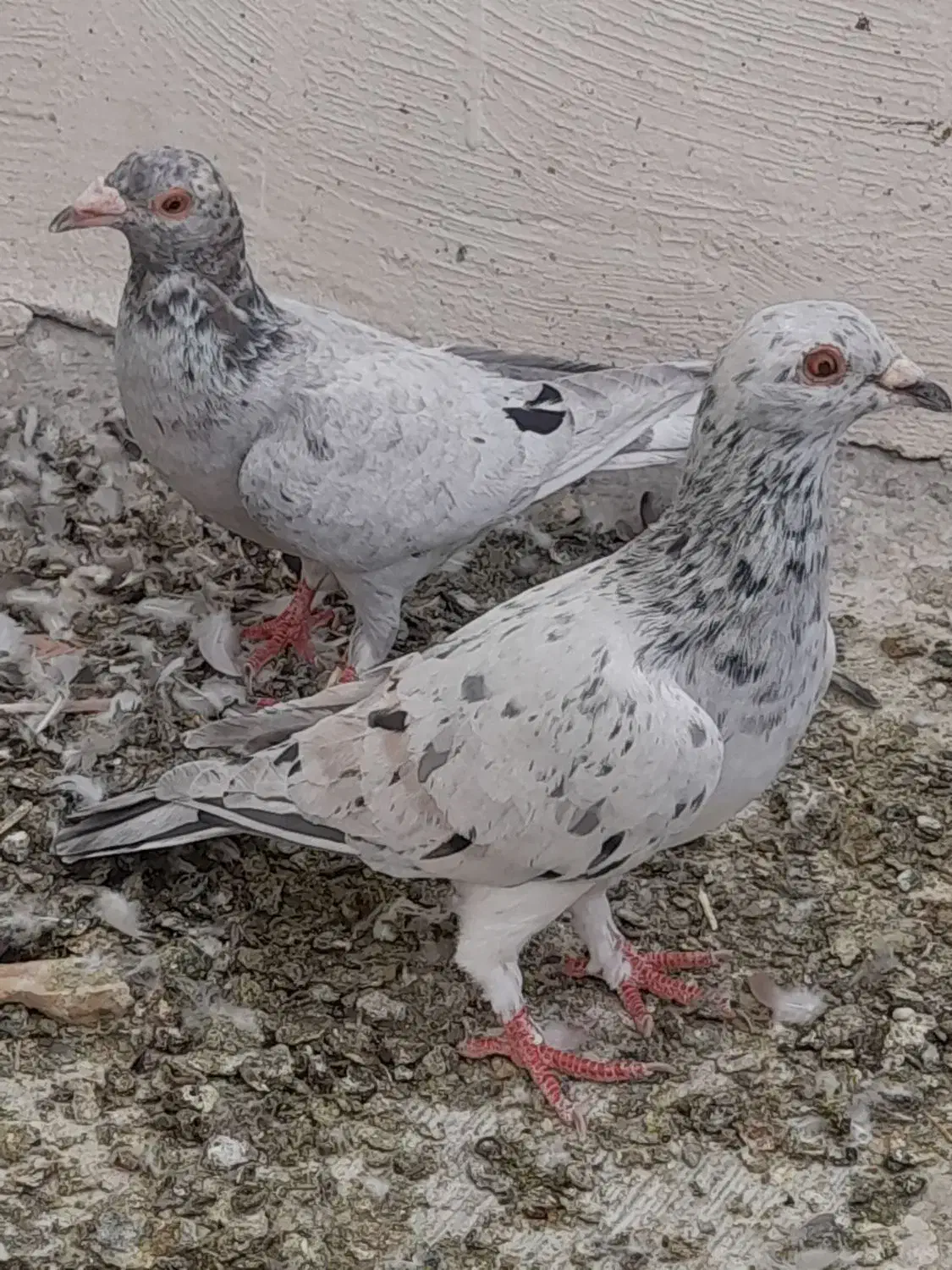 کفتر سرور|پرنده|اردکان, |دیوار
