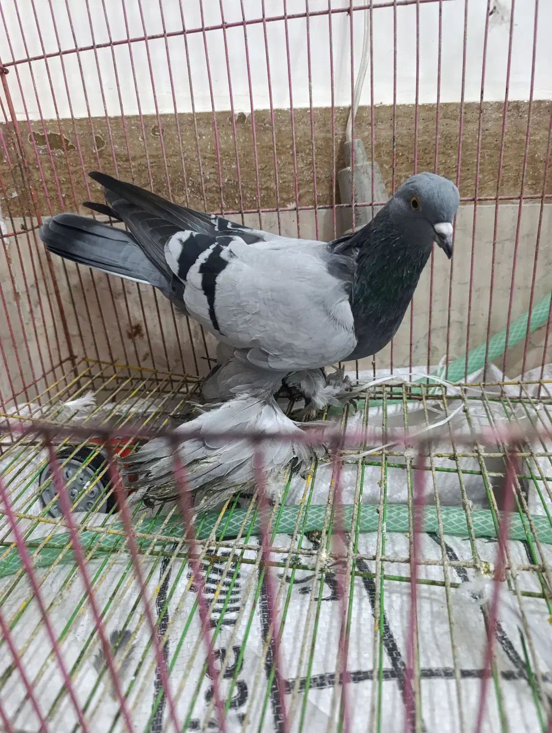 ترکیه بازی دار کبوتر|پرنده|ملکان, |دیوار