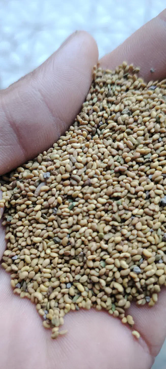 بزر یونجه|حراج|مریوان, |دیوار