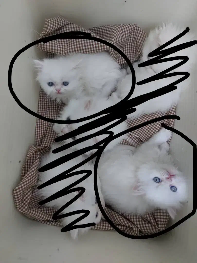 بچه گربه پرشین عروسکی چشم ابی|گربه|یزد, |دیوار