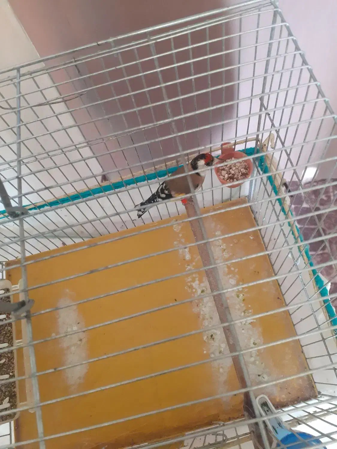 ماده سهره متولدقفس داغسر|پرنده|هرسین, |دیوار