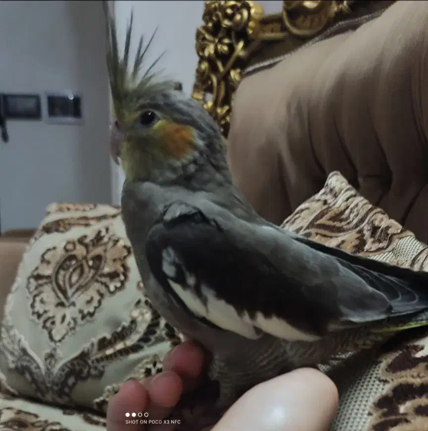 گمشده عروس هلندی|حیوانات|اسلامشهر, شهرک احمدیه|دیوار