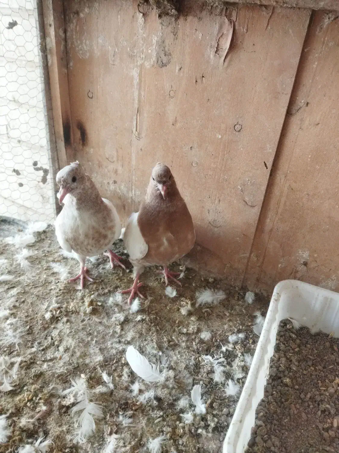 جوجه کفتر کله زرد|پرنده|رباطکریم, رباطکریم|دیوار