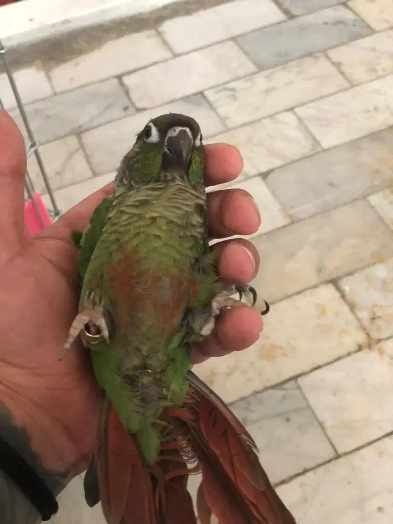 گرینچیک ۳ ماهه ۵ عدد|پرنده|تهران, سلسبیل شمالی|دیوار