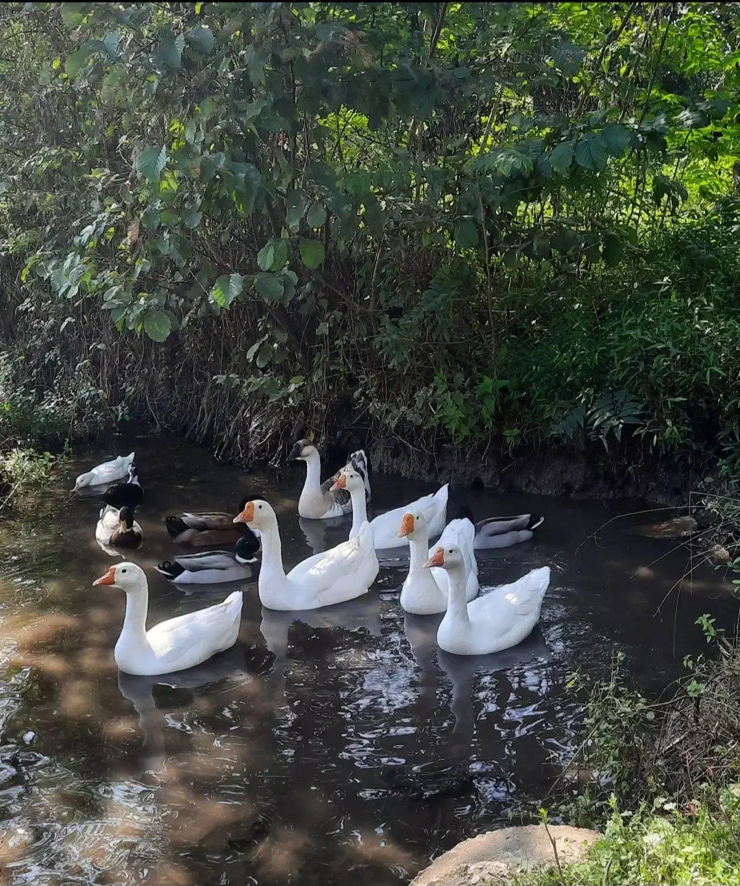 قوغاز سفید|حیوانات مزرعه|گوراب زرمیخ, |دیوار