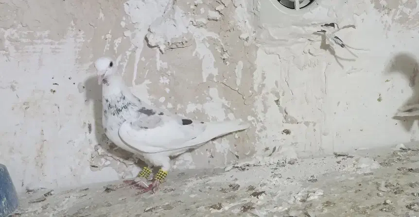 دوتا سار  نر کرمونی|پرنده|تربت‌حیدریه, آسایش|دیوار