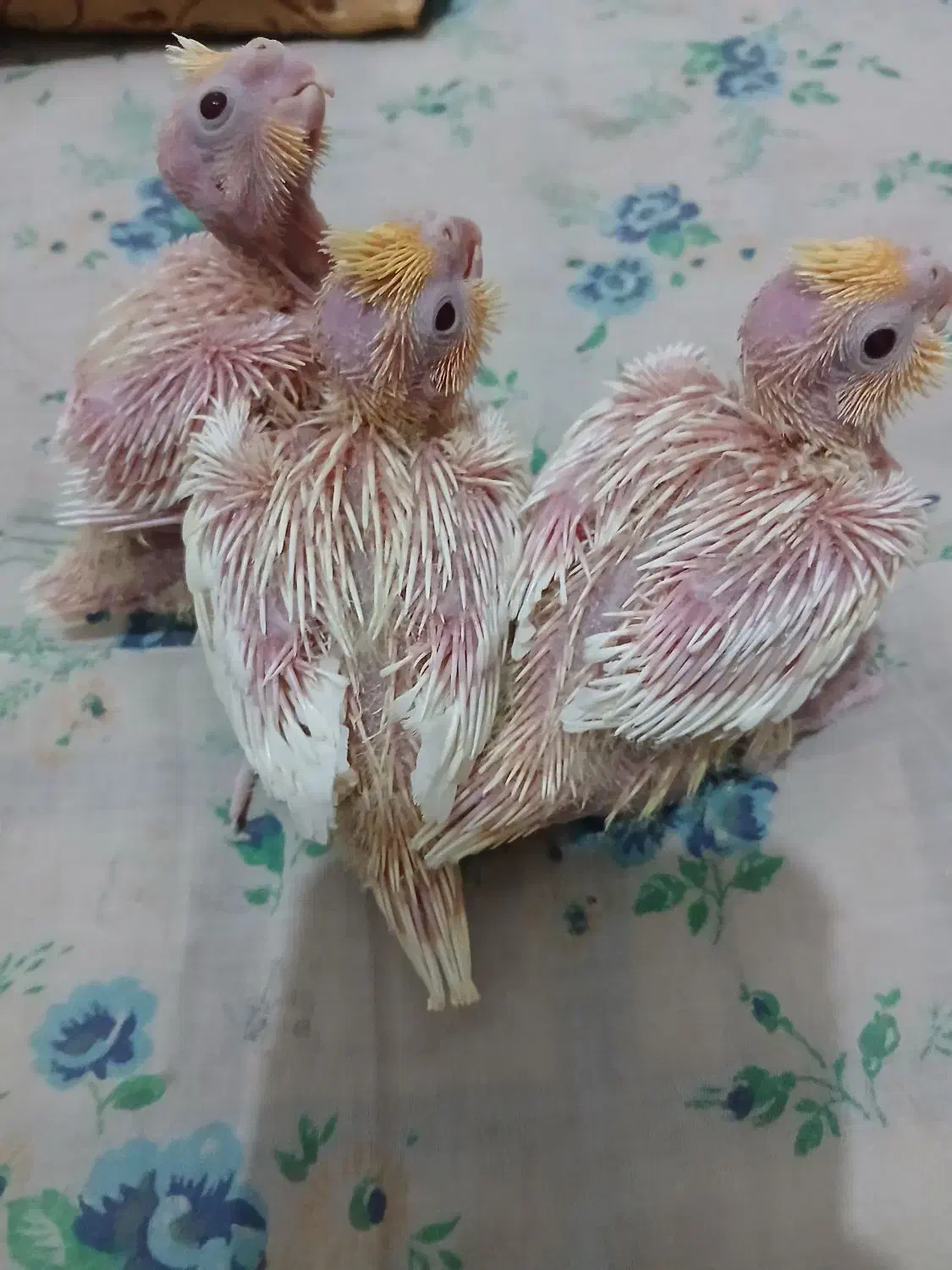 جوجه عروس هلندی لوتینو|پرنده|ابریشم, |دیوار