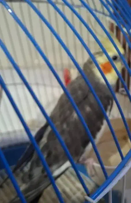 پرنده عروس هلندی|پرنده|ساری, |دیوار