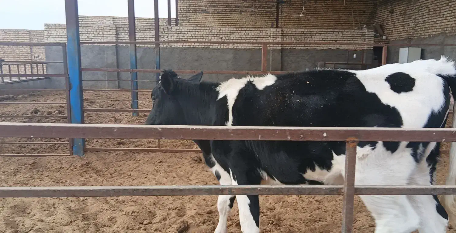 تلیسه پای کل|حیوانات مزرعه|کاشان, دشت لتحر|دیوار