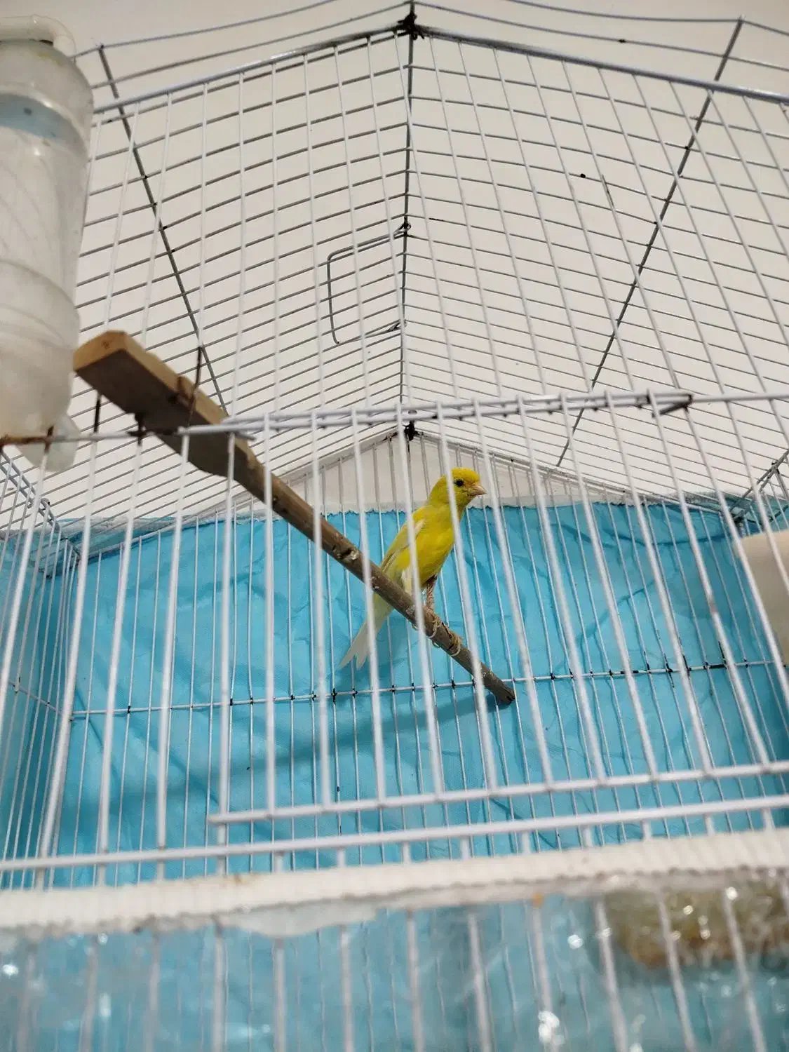 دو تا قناری برفکی و زرد بخون نهبندان|پرنده|نهبندان, |دیوار