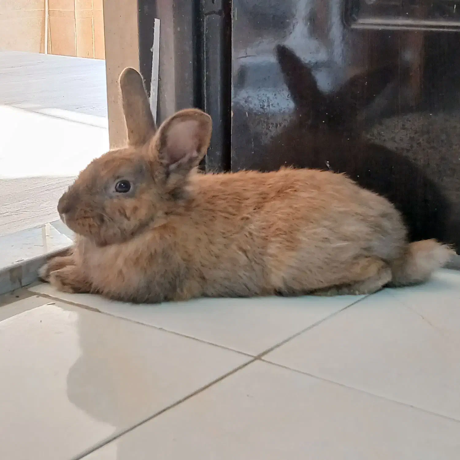 واگذاری خرگوش|موش و خرگوش|رشت, حومه رشت|دیوار