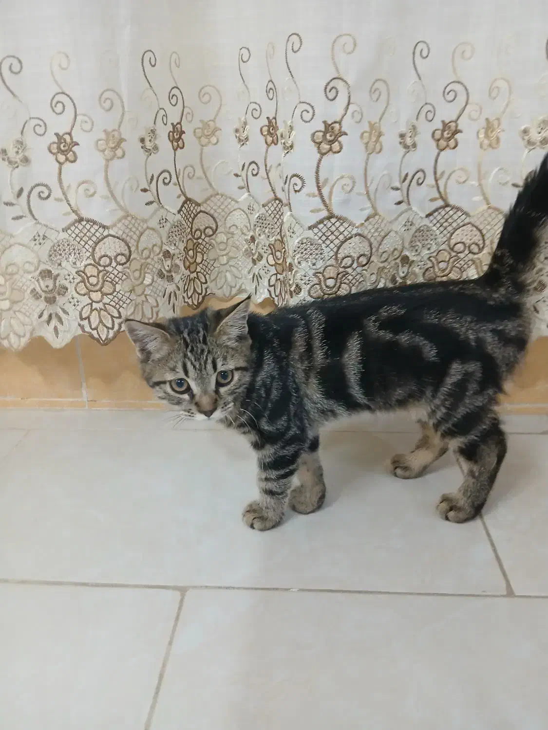 واگذاری|گربه|نیشابور, ناسیونال|دیوار