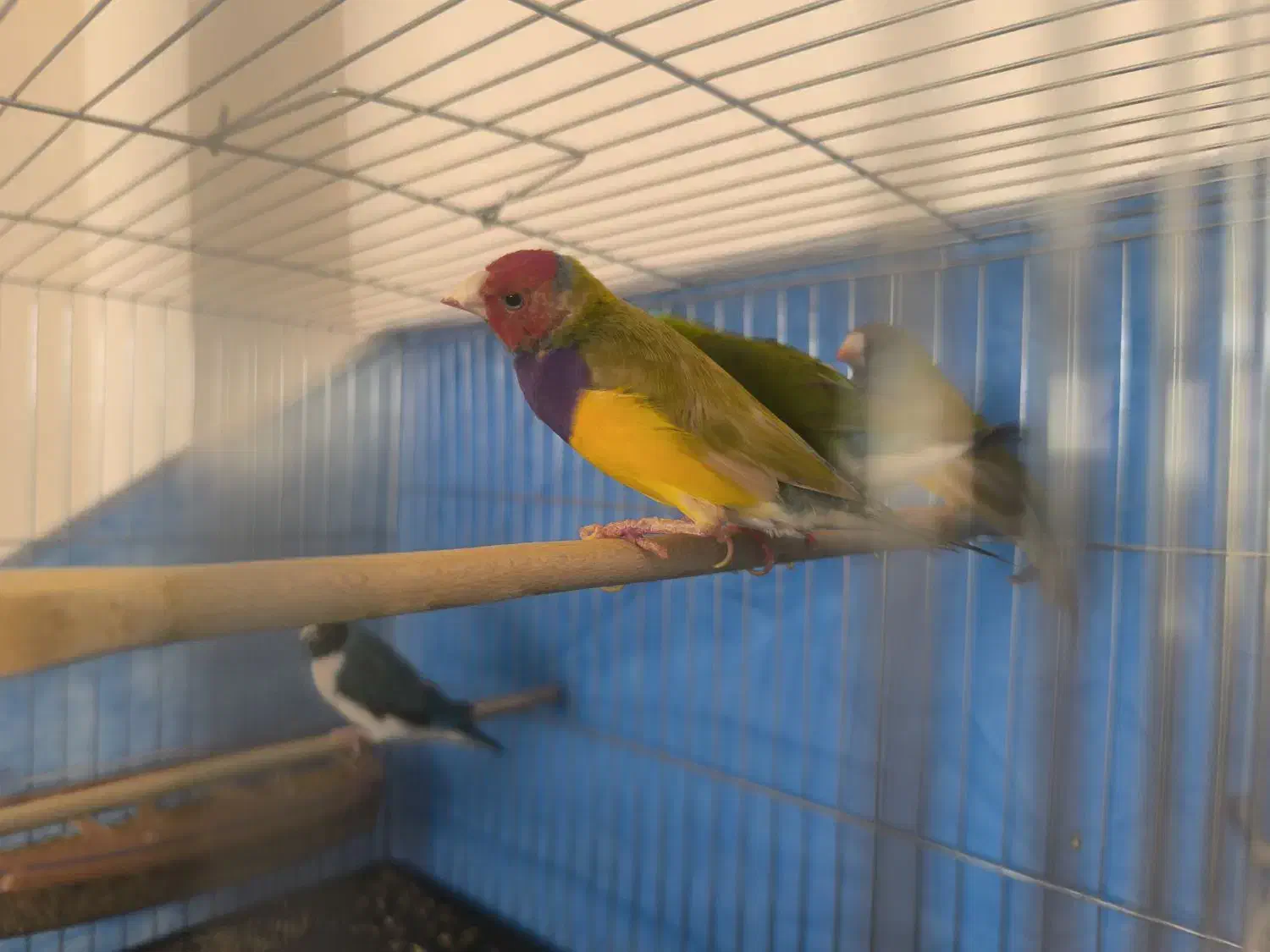 فنچ گلدین مست مست|پرنده|تهران, باغ فیض|دیوار