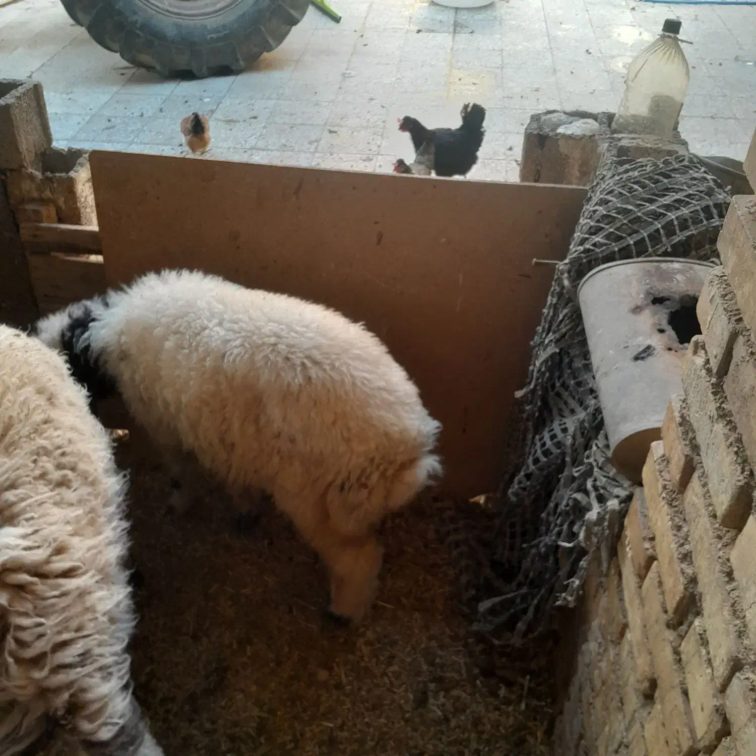 گوسفند|حیوانات مزرعه|کارون, |دیوار