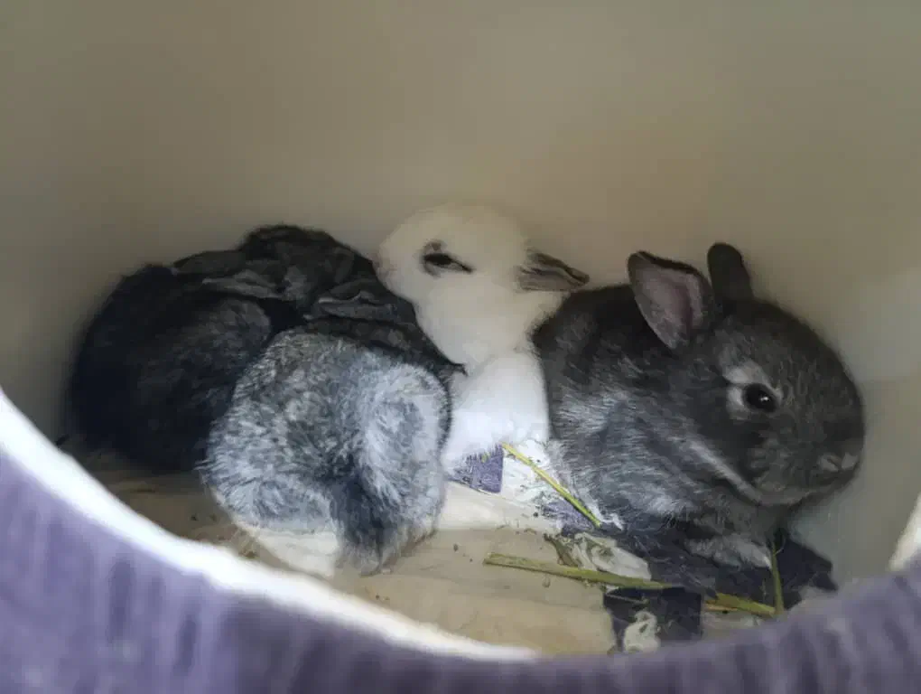 بچه خرگوش|موش و خرگوش|بندر دیر, |دیوار