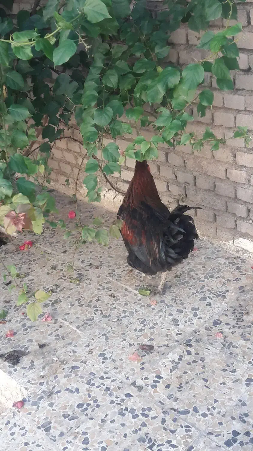 خروس محلی|حیوانات مزرعه|پلدختر, |دیوار