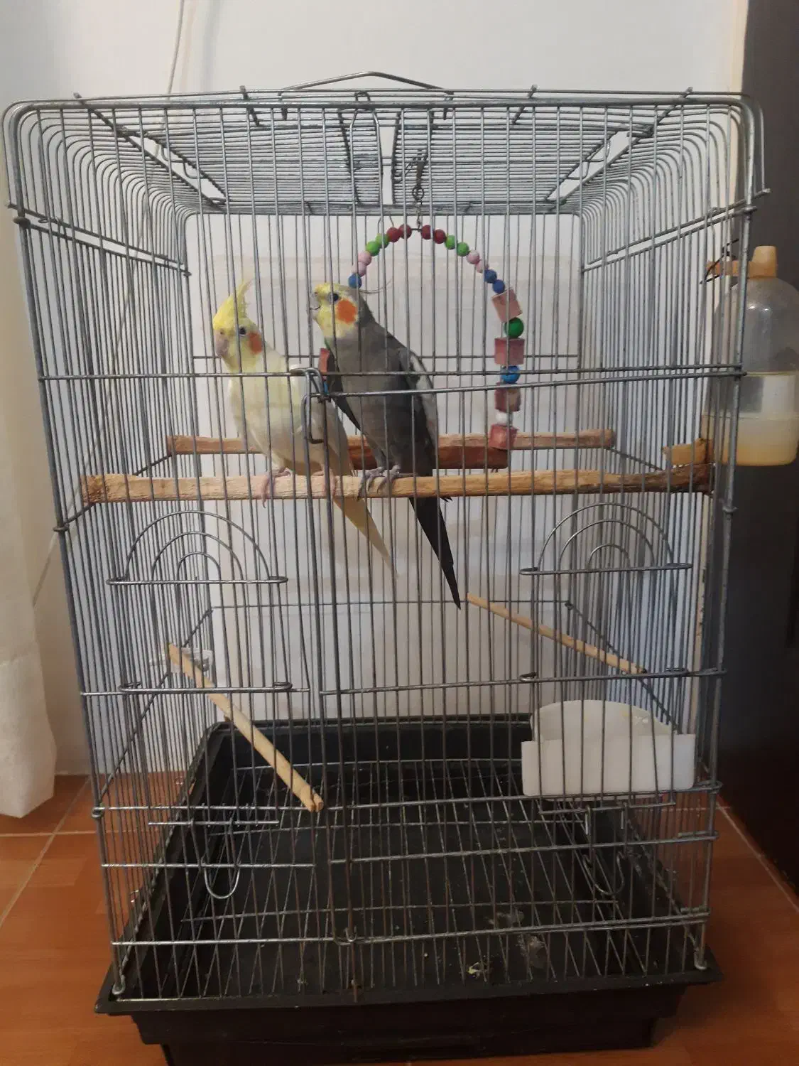 یک جفت عروس هلندی|پرنده|بندر انزلی, طالب آباد|دیوار