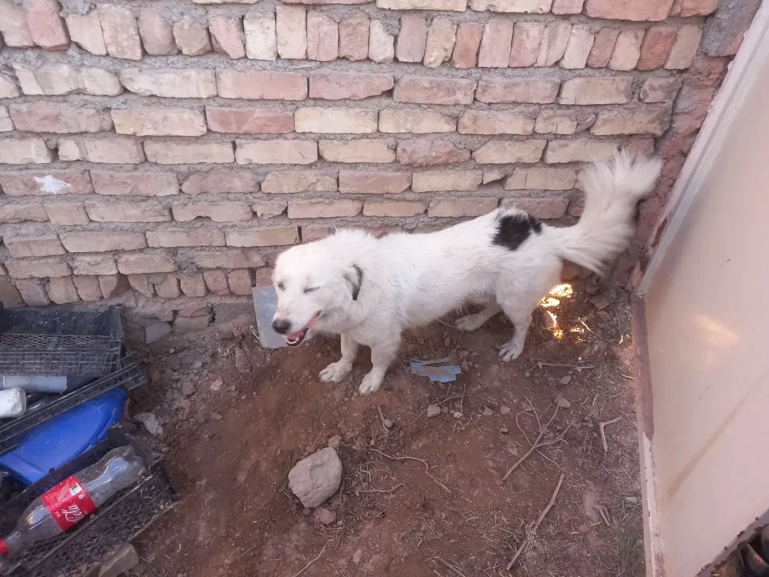 سگ پا کوتاه|سگ|بیرجند, |دیوار