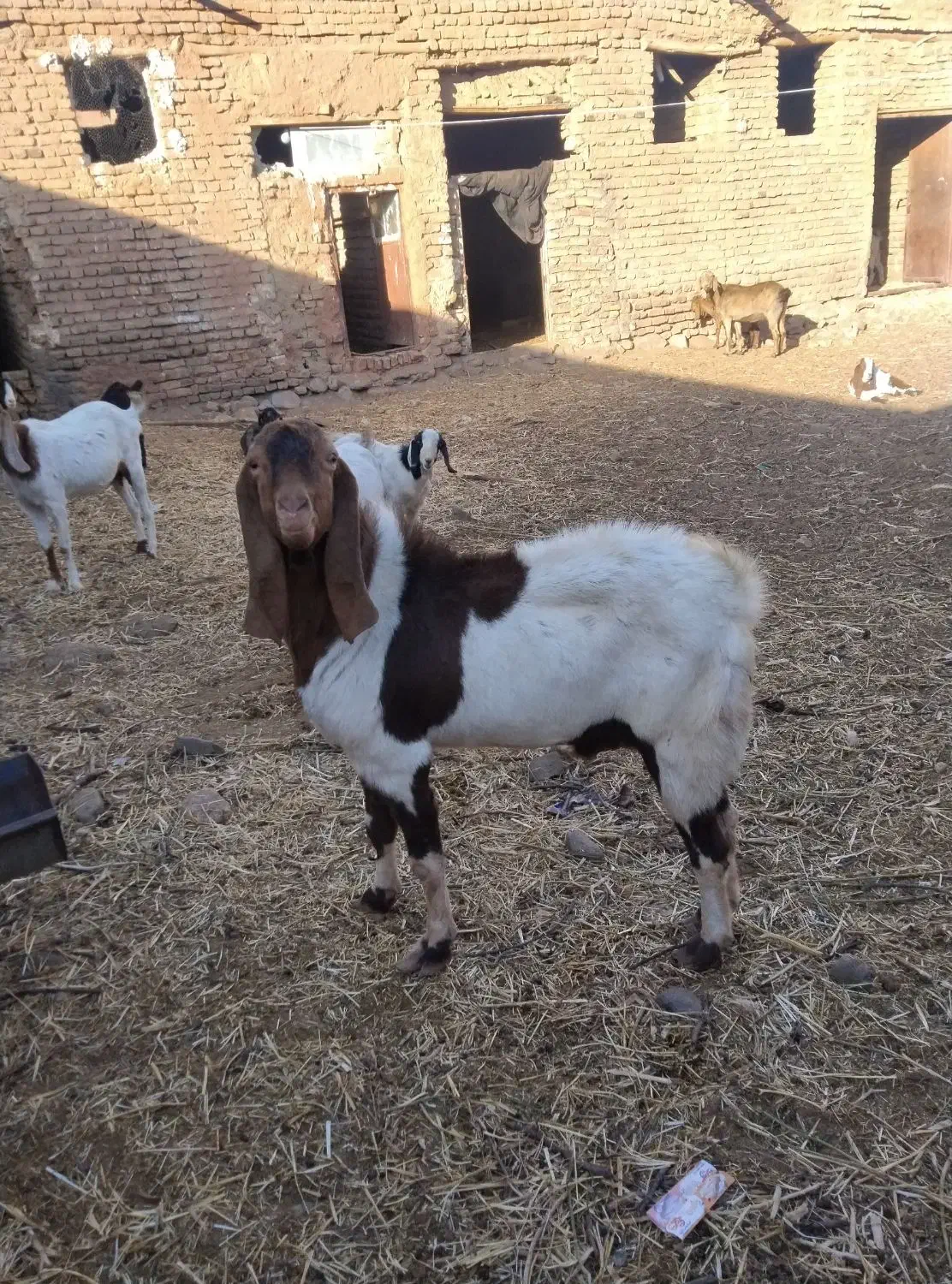 سلام نربز شیره دار..و میش تقلی مغانی|حیوانات مزرعه|تربت جام, میان جام|دیوار