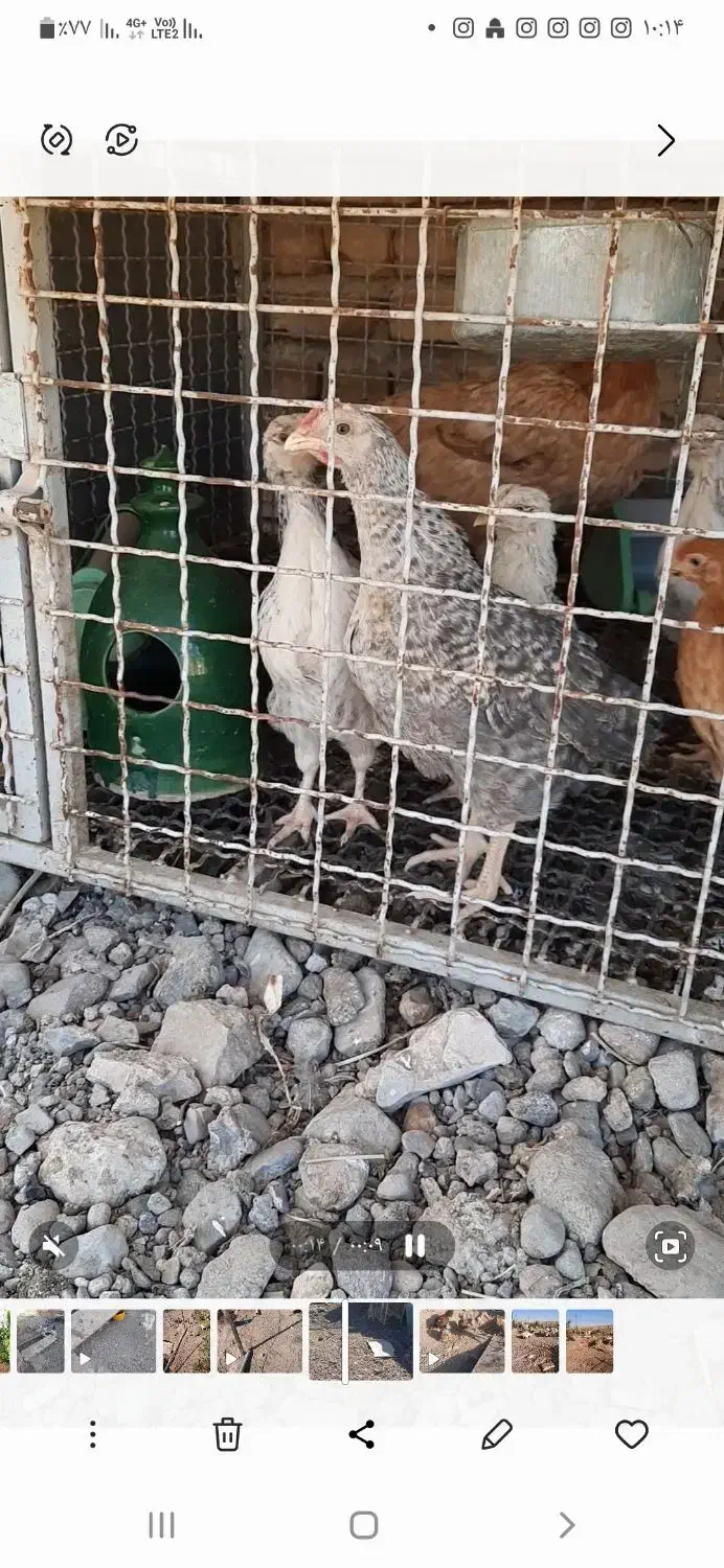 سلام. تعداد ۱۶عدد مرغ وخروس،۲تا خروس لاری،۸تا جوجه|حیوانات مزرعه|قزوین, |دیوار