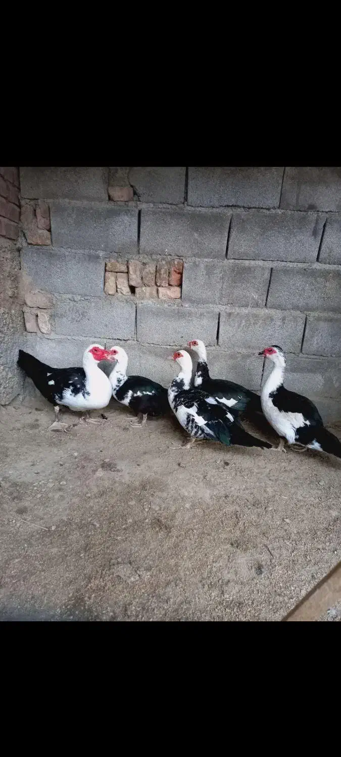 سیکا. اردک روسی|حیوانات مزرعه|بوشهر, |دیوار