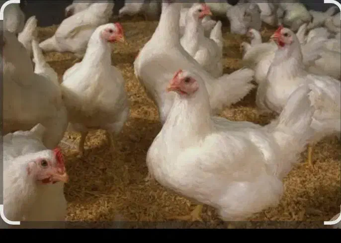 مرغ گوشتی زنده|حیوانات مزرعه|گرگان, |دیوار