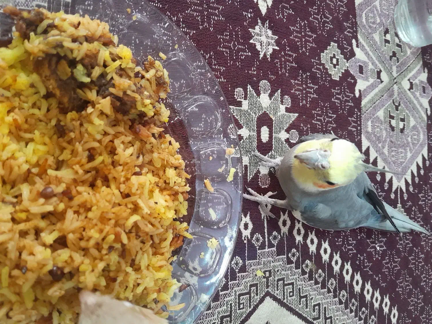 عروس هلندی نربالغ|پرنده|پاکدشت, پاکدشت (مامازند)|دیوار