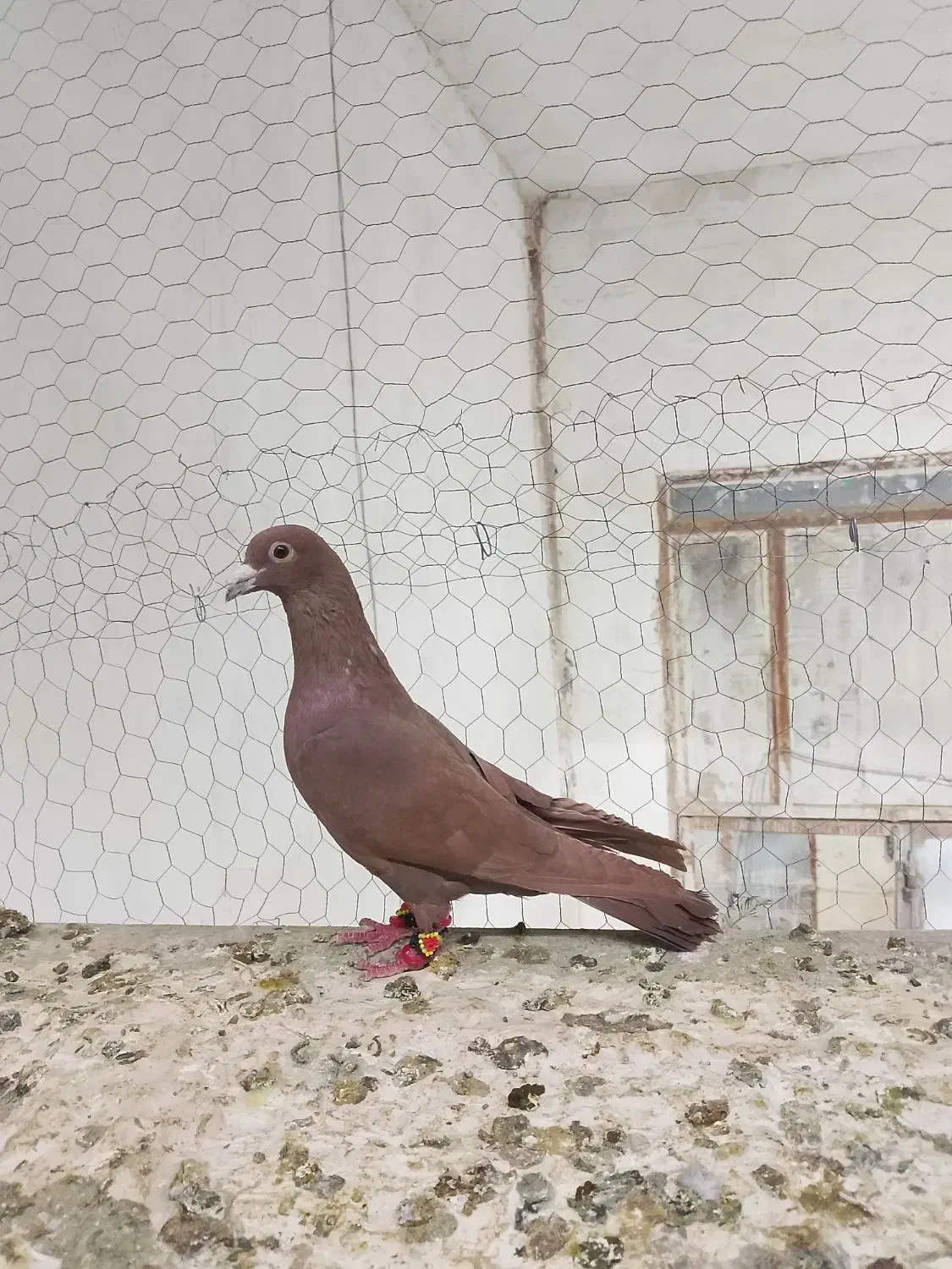 کفتر|پرنده|تایباد, |دیوار