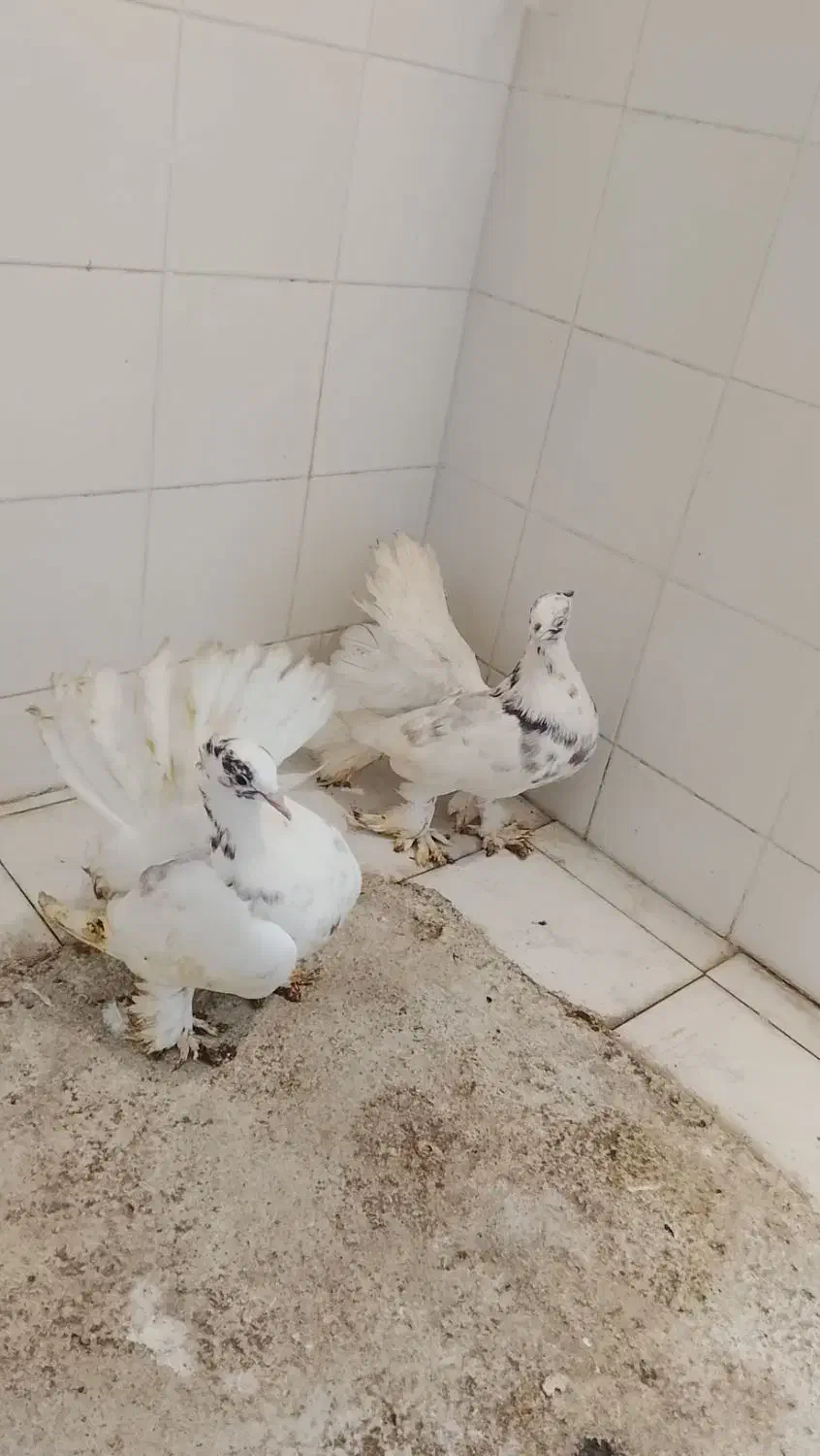 کبوتر دمچتری|پرنده|جویبار, |دیوار