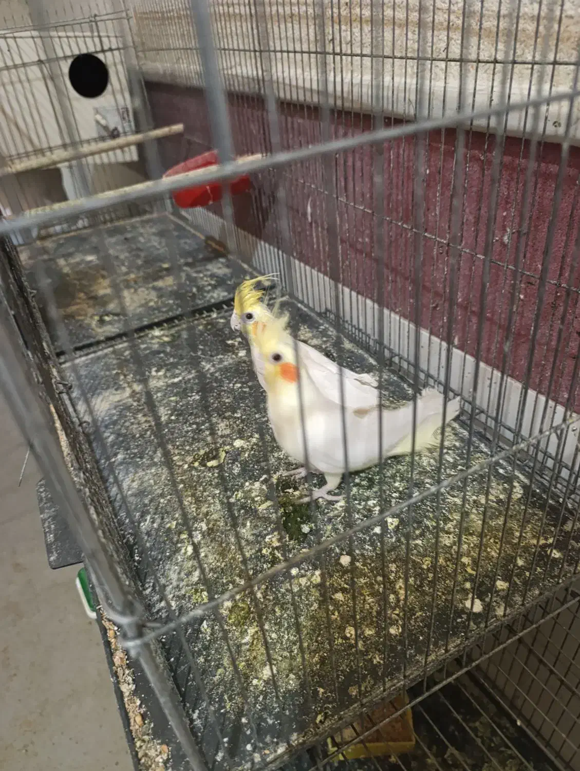 عروس لوتینو|پرنده|قم, شهرک امام حسین|دیوار