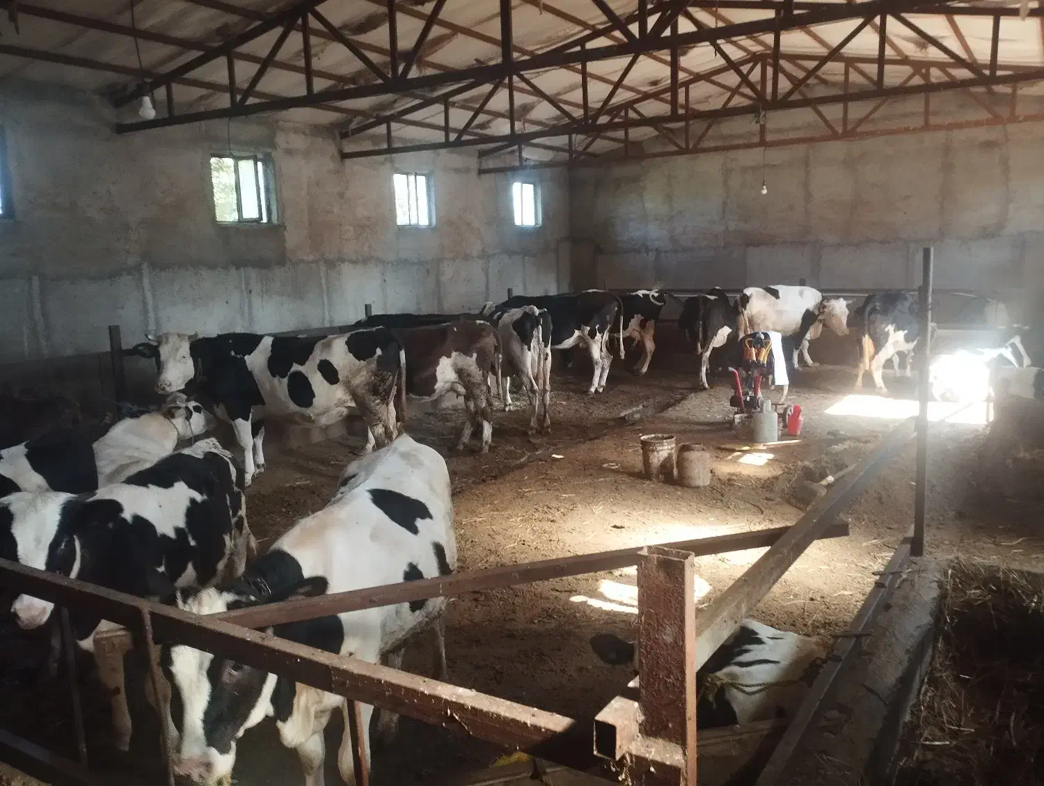 به یک کارگر کار بلد در گاوداری نیازمندیم|استخدام سرایداری و نظافت|مشگین شهر, |دیوار