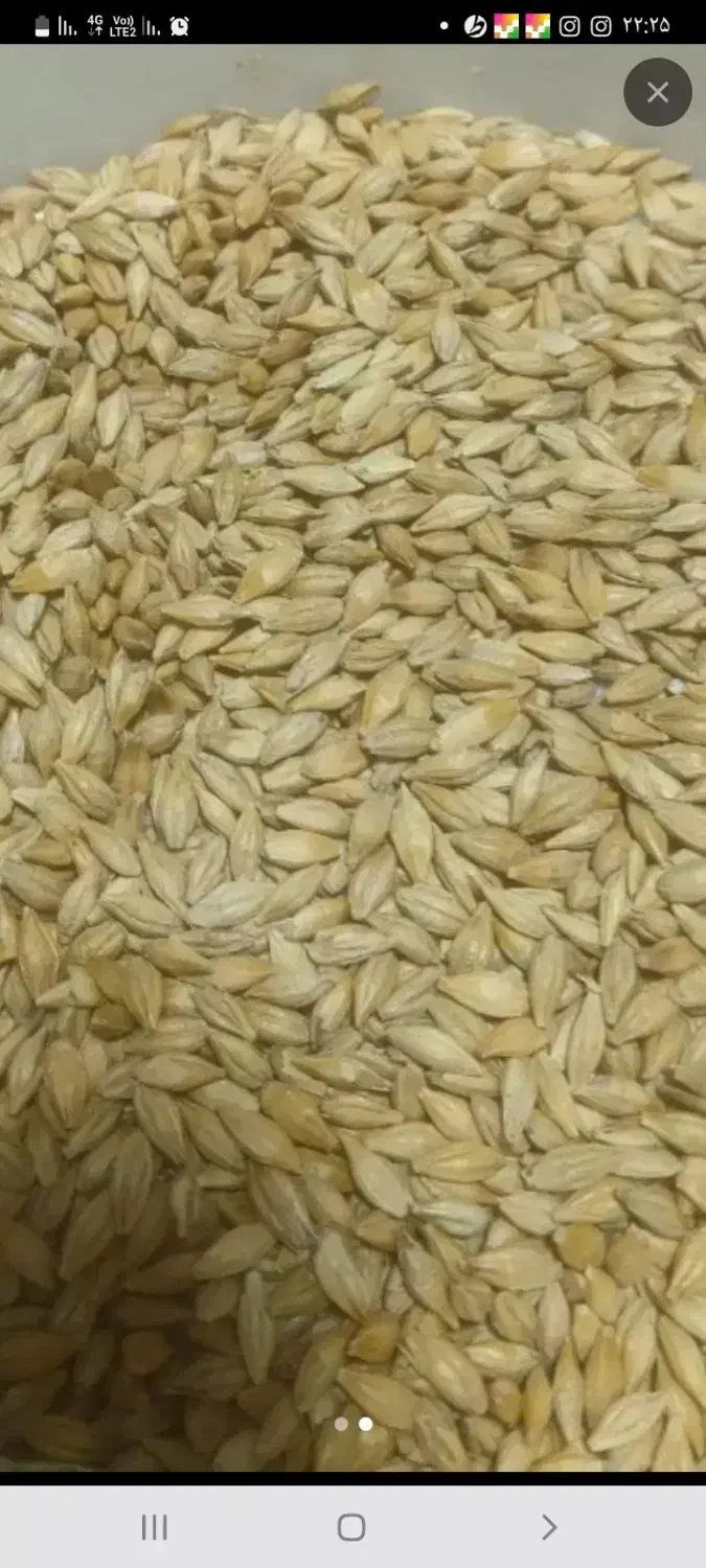 جوخارجی|عمده‌فروشی|گلپایگان, |دیوار