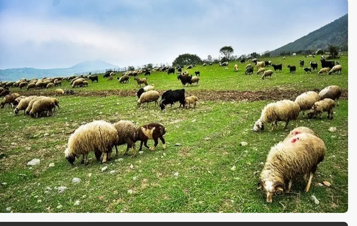 گوسفند زنده محلی مستقیم از دامداری|حیوانات مزرعه|رودهن, |دیوار