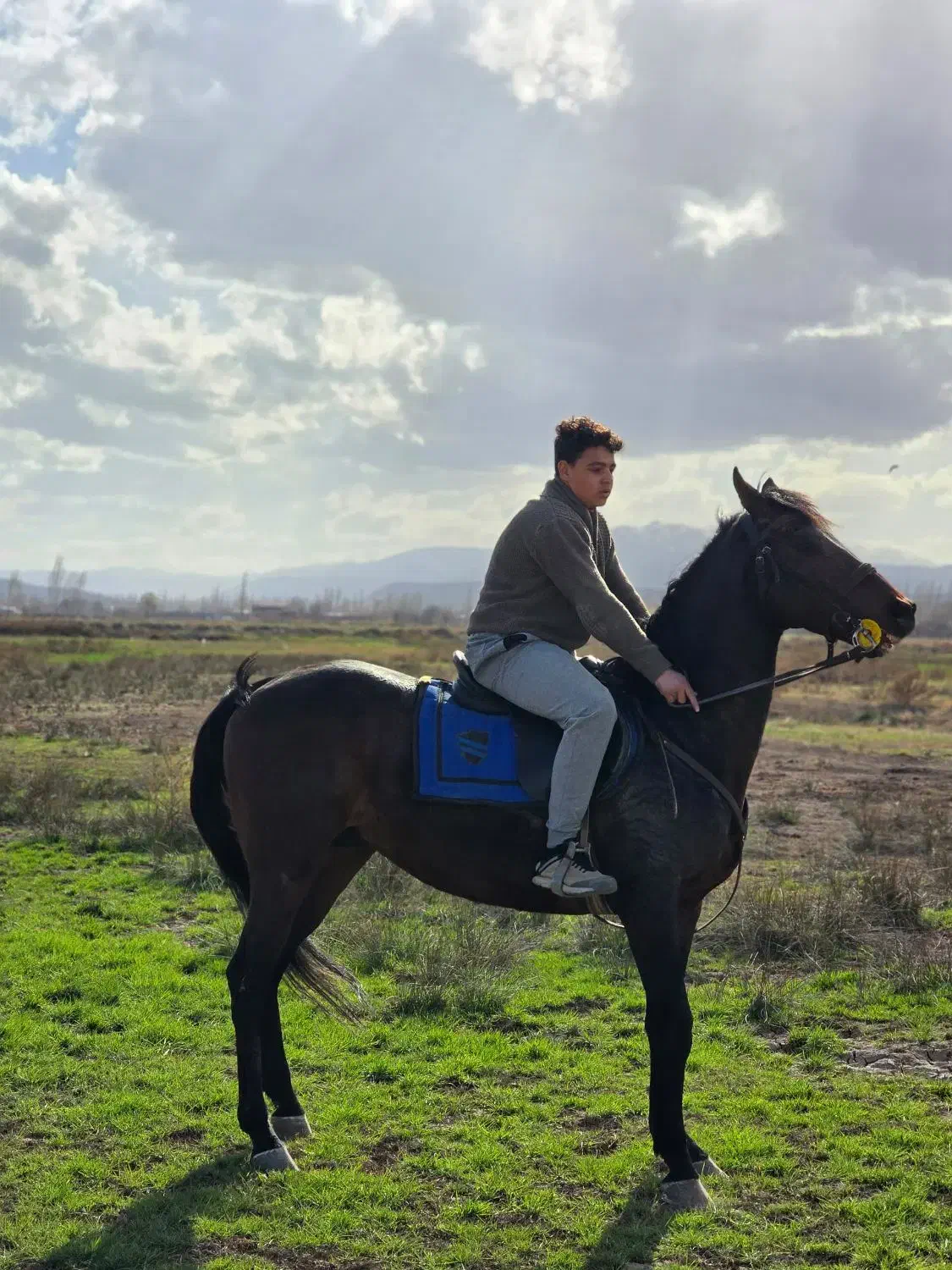 اسب دو خون ترکیه|اسب و تجهیزات اسبسواری|خوی, |دیوار