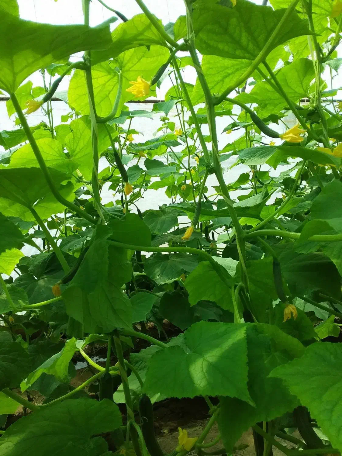 گلخانه|فروش دفتر صنعتی، کشاورزی، تجاری|سبزوار, نواب صفوی|دیوار