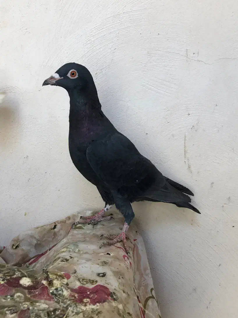 گندم کفتر|لوازم جانبی حیوانات|مشهد, امیریه|دیوار