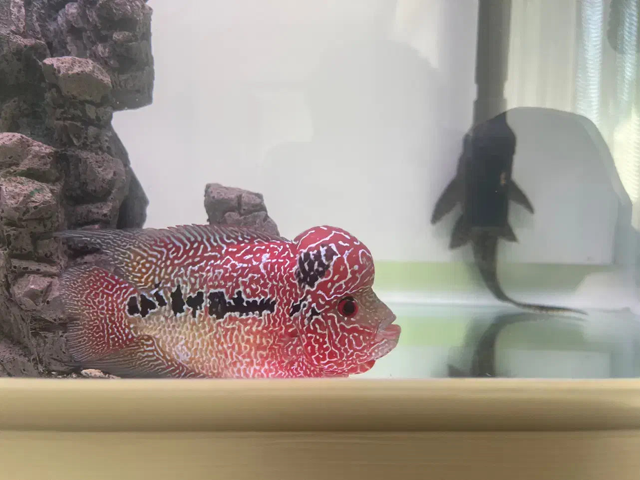 فلاور کامفا رد|ماهی|شاهین‌شهر, بنیاد ازدواج|دیوار