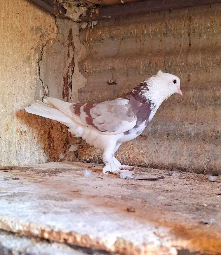 کفتر ۲تا ماده کاکولی پریا|پرنده|ری, ولی آباد|دیوار