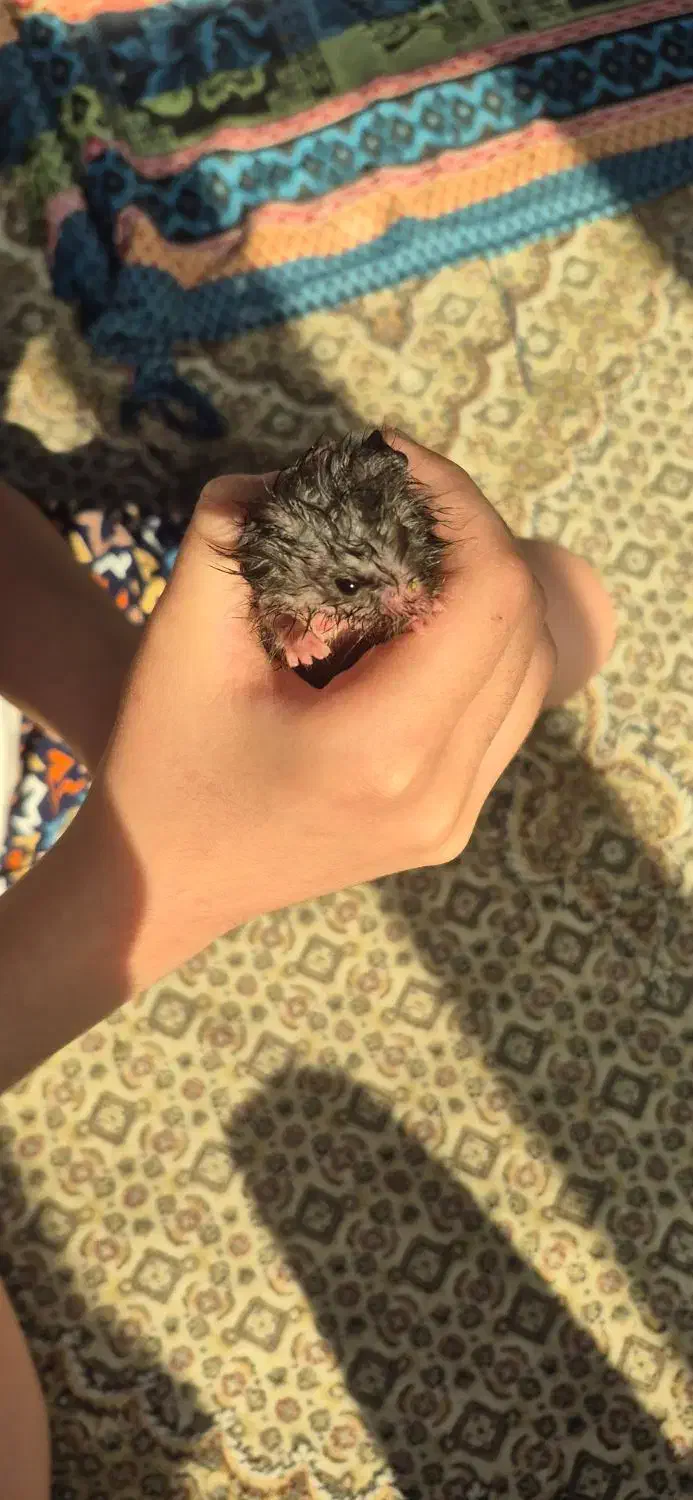 همستر|موش و خرگوش|شیراز, ریشمک|دیوار