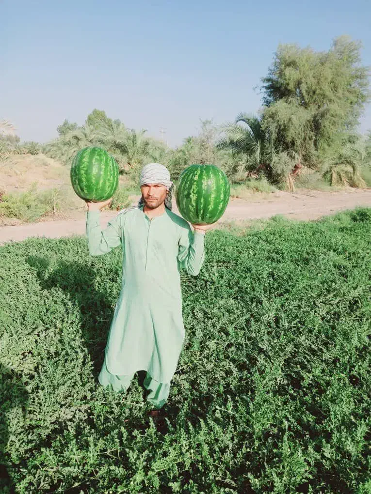 بذر هندوانه گرد صادراتی پترا|خدمات باغبانی و درختکاری|شیراز, بازار|دیوار